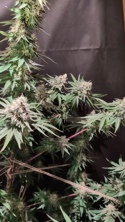 Sunset Monkey - Good Times Genetix - BTN