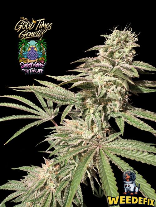 Sunset Monkey-Good Times Genetix-Wdfx. Week 15