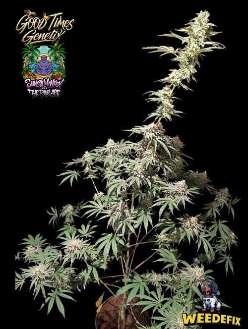 Sunset Monkey-Good Times Genetix-Wdfx. Week 15