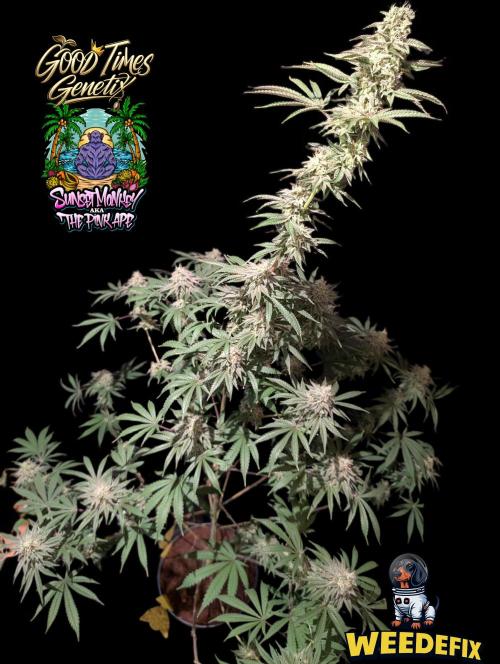 Sunset Monkey-Good Times Genetix-Wdfx. Week 15