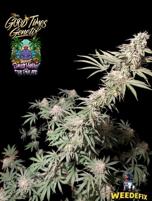 Sunset Monkey-Good Times Genetix-Wdfx. Week 15
