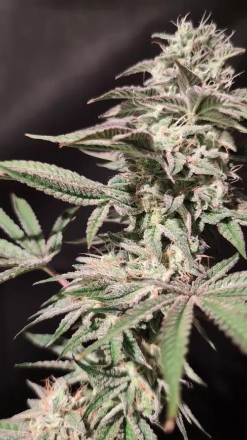Sunset Monkey-Good Times Genetix-Wdfx