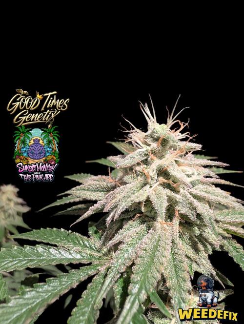 Sunset Monkey-Good Times Genetix-Wdfx. Week 15