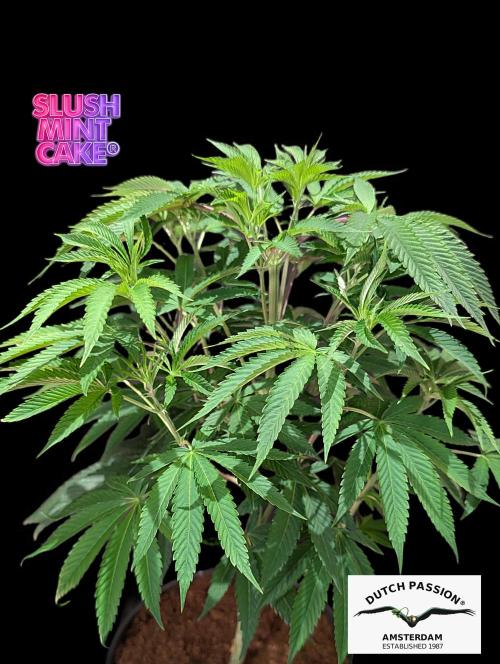 Slush Mint Cake - DP - Bio Tabs NL Grow. Week 7