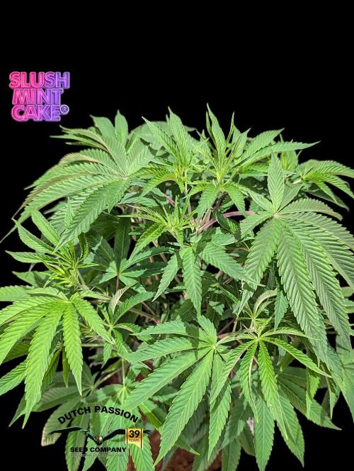 Slush Mint Cake - DP - Bio Tabs NL Grow. Week 7