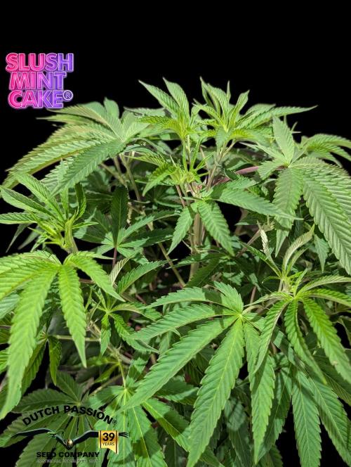 Slush Mint Cake - DP - Bio Tabs NL Grow. Week 7