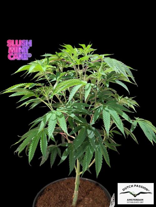 Slush Mint Cake - DP - Bio Tabs NL Grow. Week 7