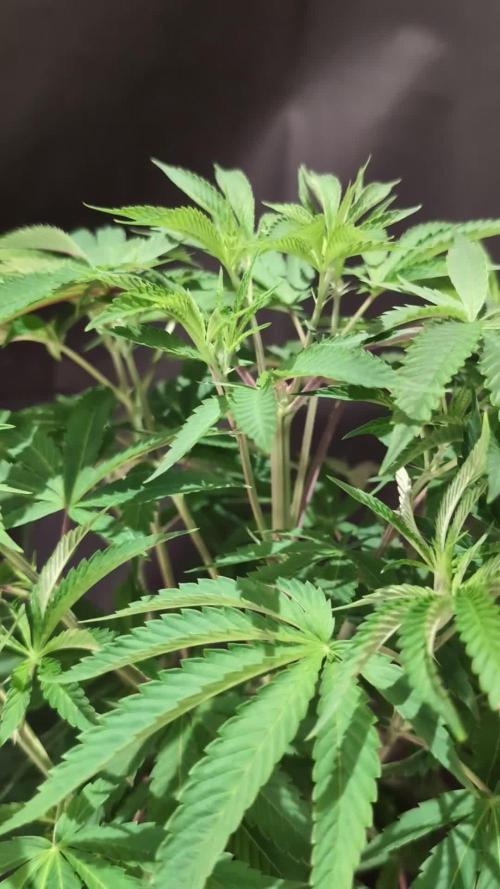 Slush Mint Cake - DP - Bio Tabs NL Grow
