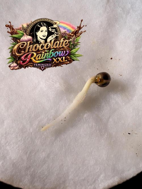 Chocolate Rainbow XXL -Sensi Seeds-BTNL. Week 0