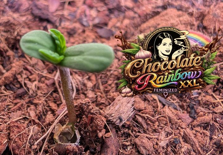Chocolate Rainbow XXL -Sensi Seeds-BTNL. Week 0