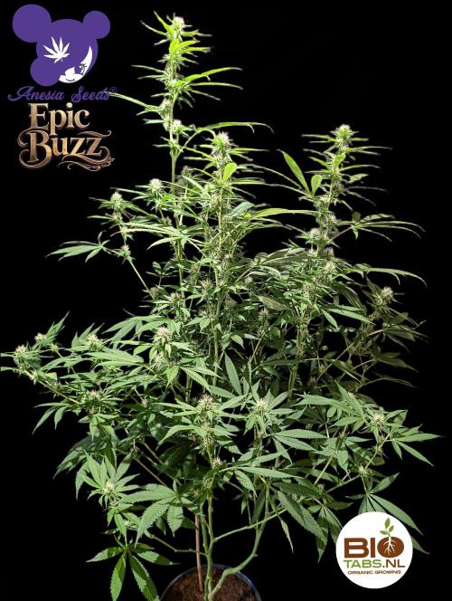 Epic Buzz - Anesia - Bio Tabs NL - VS.. Week 10