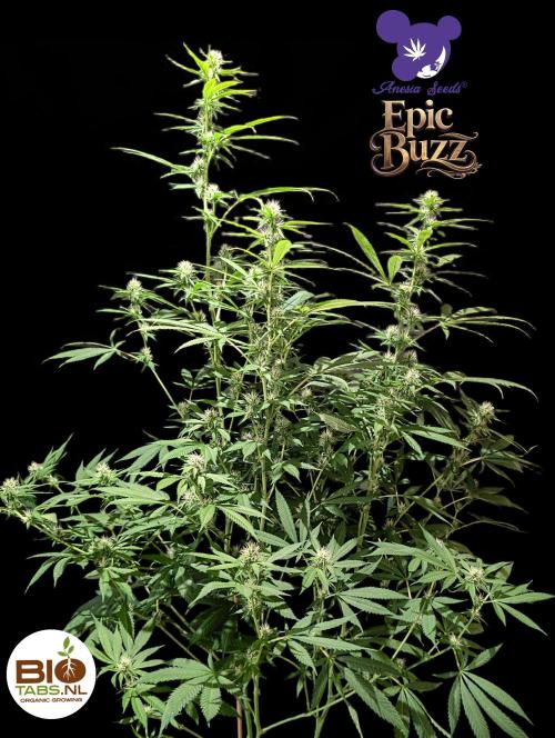 Epic Buzz - Anesia - Bio Tabs NL - VS.. Week 10