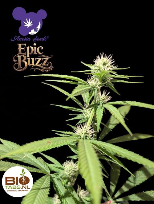 Epic Buzz - Anesia - Bio Tabs NL - VS.. Week 10