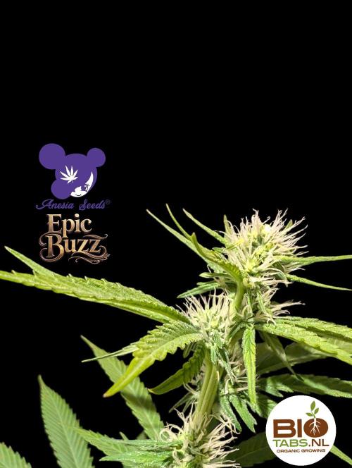 Epic Buzz - Anesia - Bio Tabs NL - VS.. Week 10