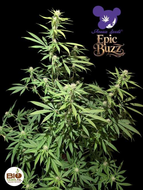 Epic Buzz - Anesia - Bio Tabs NL - VS.. Week 10