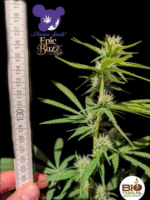 Epic Buzz - Anesia - Bio Tabs NL - VS.. Week 10