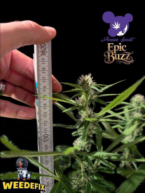 Epic Buzz - Anesia - Weedefix - VS.. Week 10