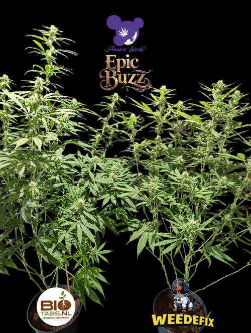 Epic Buzz - Anesia - Weedefix - VS.. Week 10