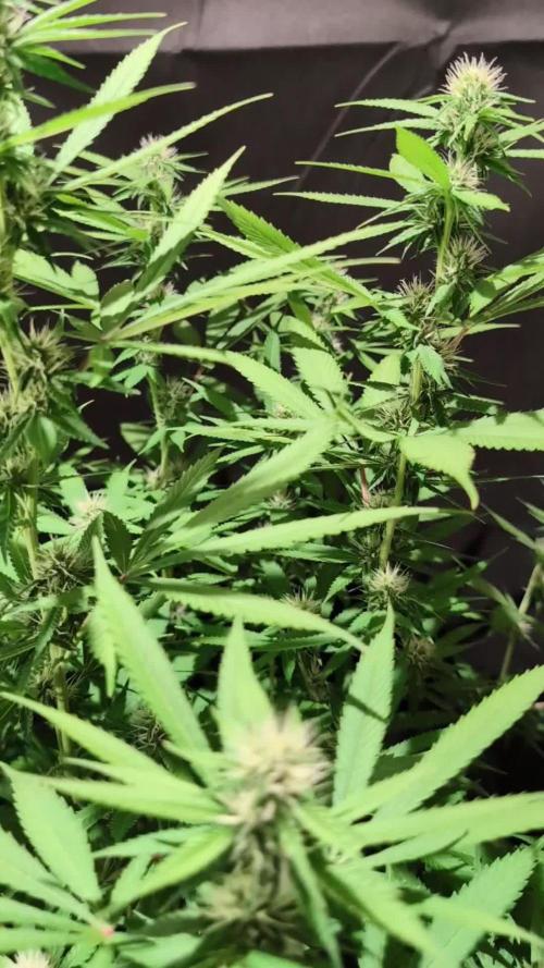 Epic Buzz - Anesia - Weedefix - VS.