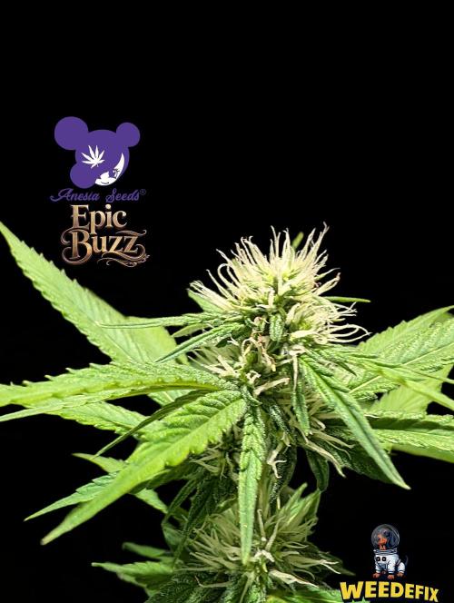 Epic Buzz - Anesia - Weedefix - VS.. Week 10