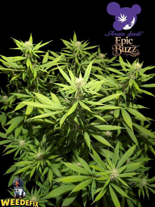 Epic Buzz - Anesia - Weedefix - VS.. Week 10