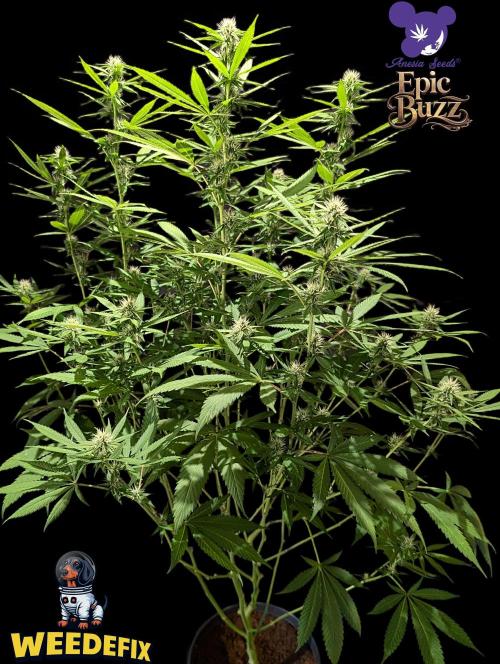 Epic Buzz - Anesia - Weedefix - VS.. Week 10