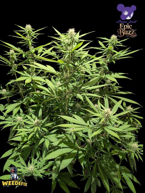 Epic Buzz - Anesia - Weedefix - VS.. Week 10