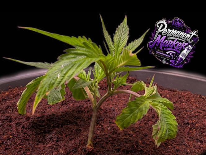 Permanent Marker -Seed Junky-Doja-BTNL. Week 1