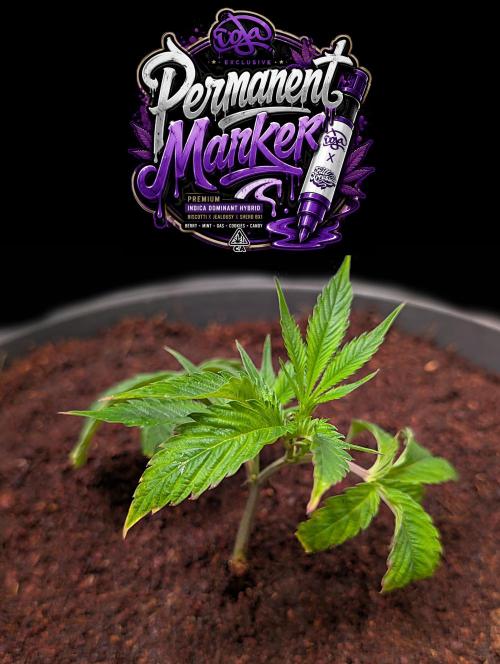 Permanent Marker -Seed Junky-Doja-BTNL. Week 1