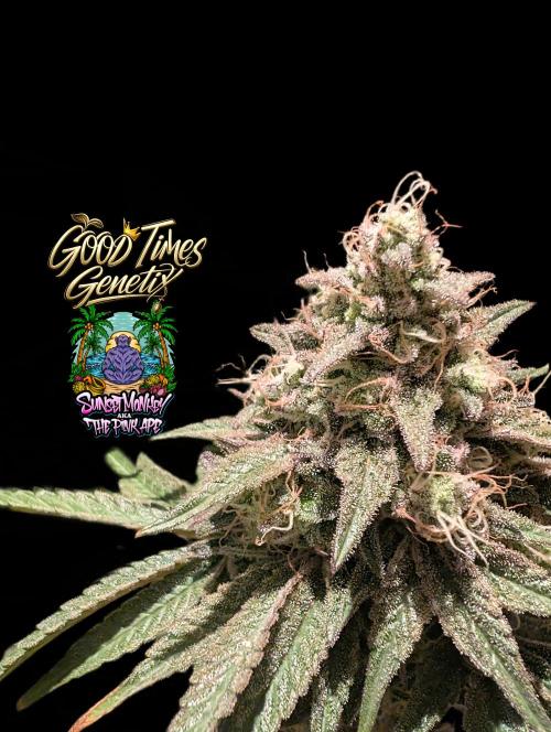 Sunset Monkey - Good Times Genetix - BTN. Week 16