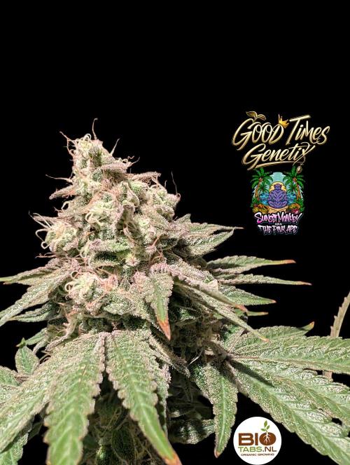 Sunset Monkey - Good Times Genetix - BTN. Week 16