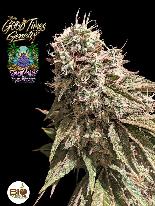 Sunset Monkey - Good Times Genetix - BTN. Week 16