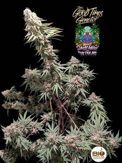 Sunset Monkey - Good Times Genetix - BTN. Week 16