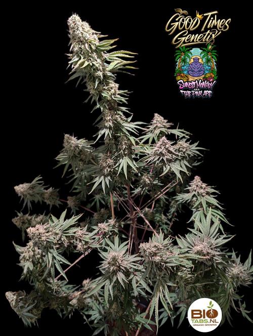 Sunset Monkey - Good Times Genetix - BTN. Week 16