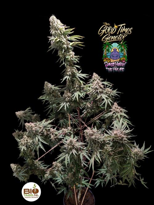 Sunset Monkey - Good Times Genetix - BTN. Week 16
