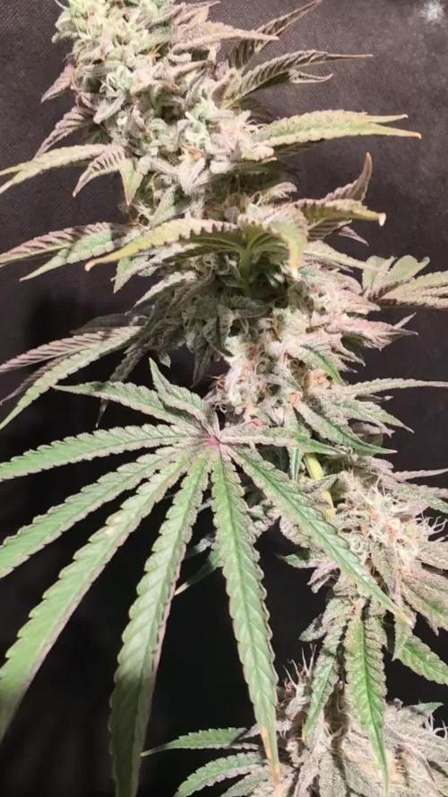 Sunset Monkey-Good Times Genetix-Wdfx