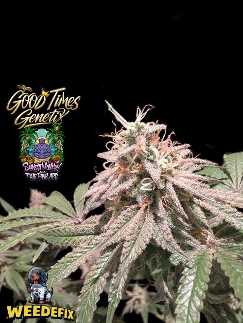 Sunset Monkey-Good Times Genetix-Wdfx. Week 16