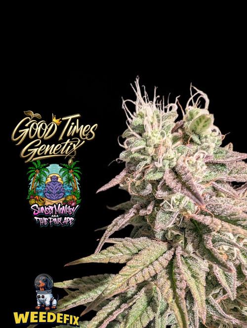 Sunset Monkey-Good Times Genetix-Wdfx. Week 16