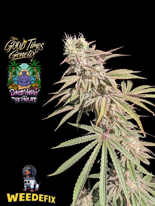Sunset Monkey-Good Times Genetix-Wdfx. Week 16