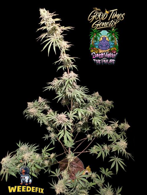 Sunset Monkey-Good Times Genetix-Wdfx. Week 16