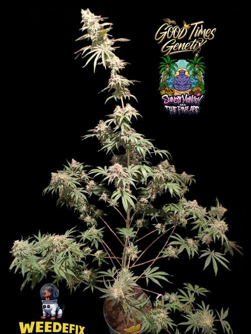 Sunset Monkey-Good Times Genetix-Wdfx. Week 16