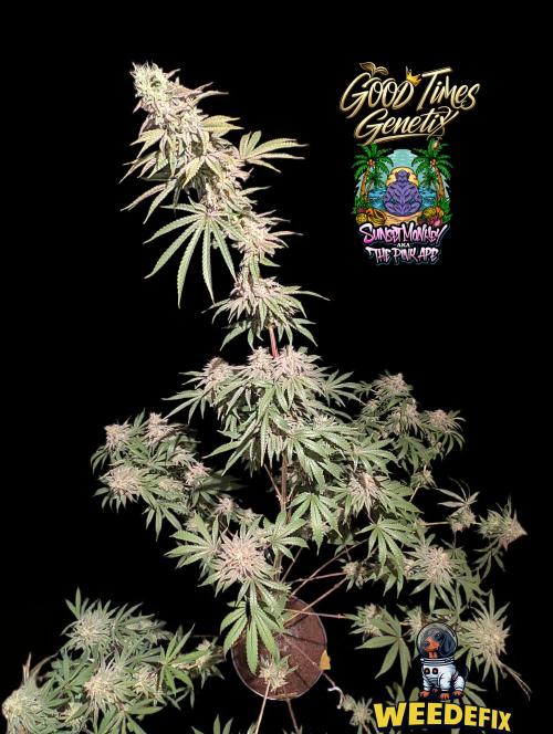 Sunset Monkey-Good Times Genetix-Wdfx. Week 16