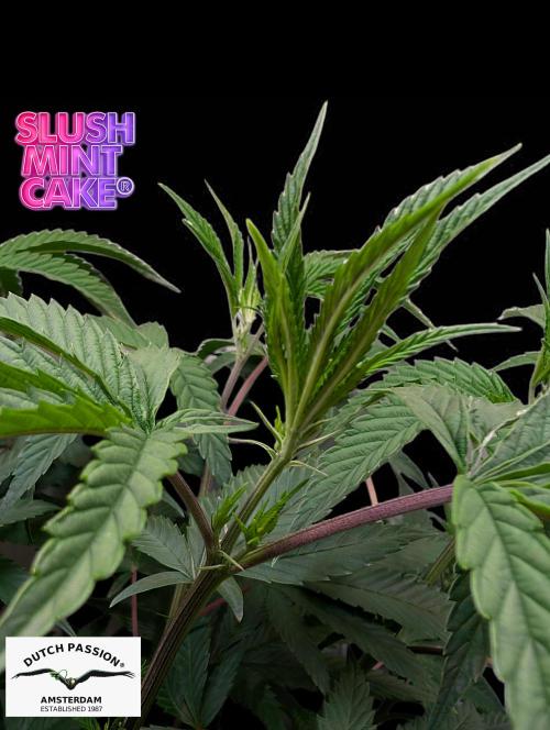 Slush Mint Cake - DP - Bio Tabs NL Grow. Week 8
