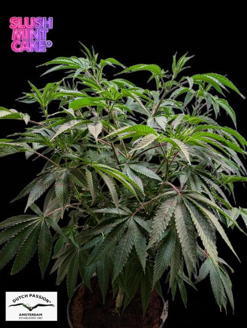 Slush Mint Cake - DP - Bio Tabs NL Grow. Week 8