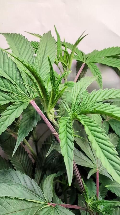 Slush Mint Cake - DP - Bio Tabs NL Grow