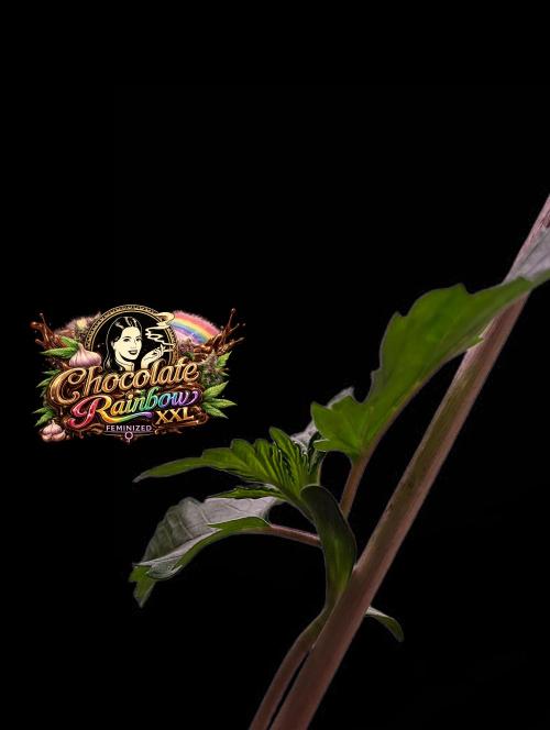 Chocolate Rainbow XXL -Sensi Seeds-BTNL. Week 1