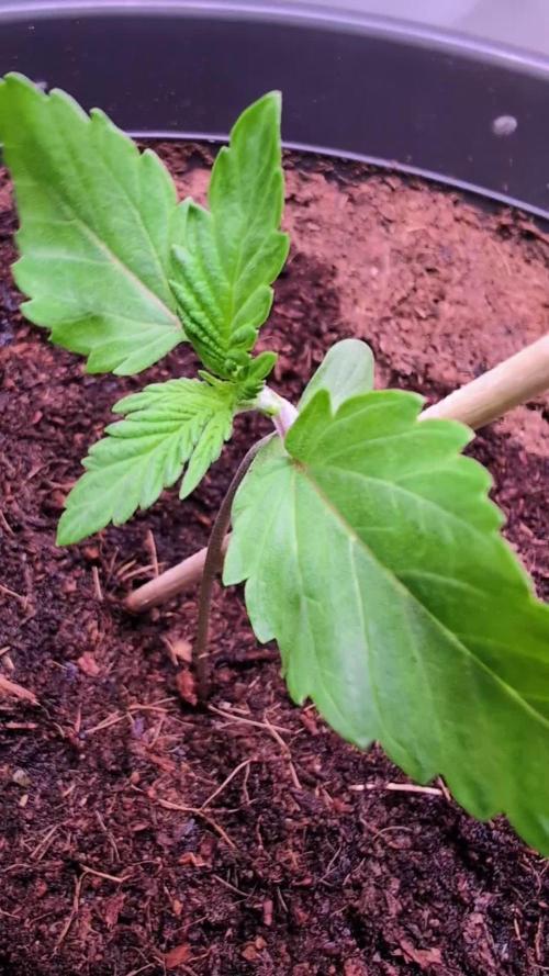 Chocolate Rainbow XXL -Sensi Seeds-BTNL
