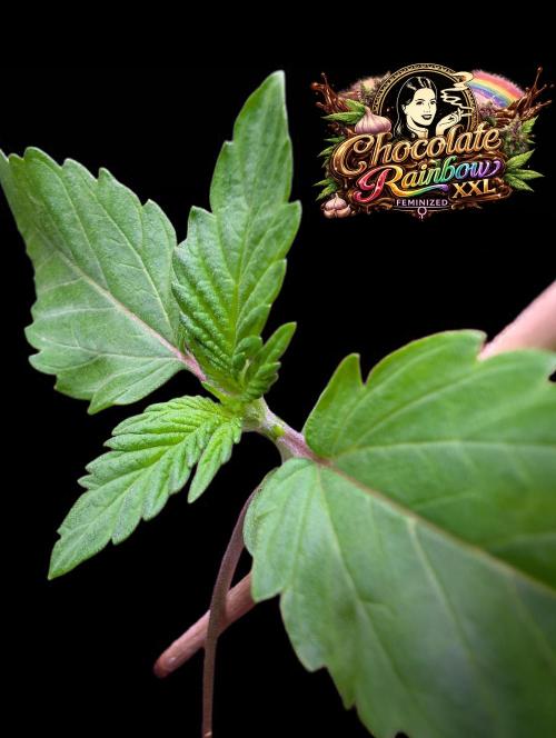 Chocolate Rainbow XXL -Sensi Seeds-BTNL. Week 1