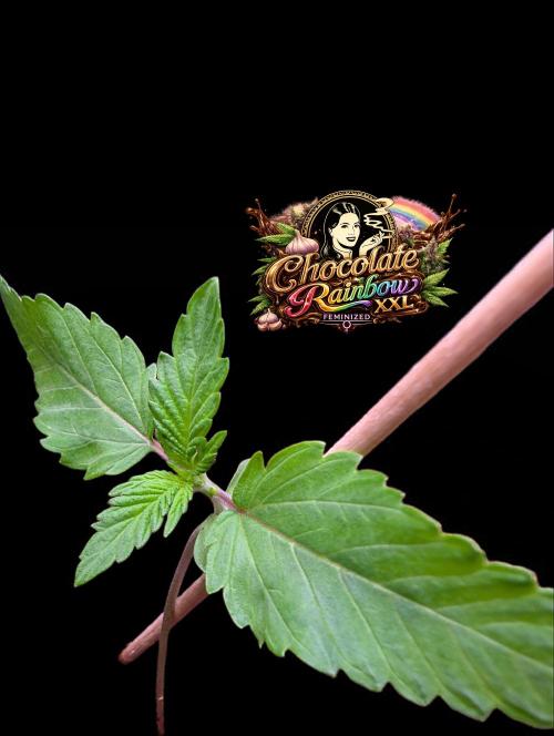 Chocolate Rainbow XXL. Week 1