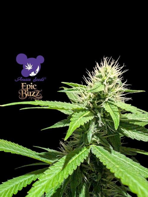 Epic Buzz - Anesia - Weedefix - VS.. Week 11